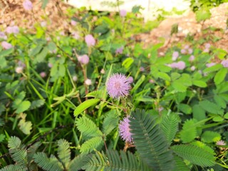 Mimosa pudica flower. Its other names  pudica, sensitive plant, sleepy plant, action plant, touch me not and shameplant.