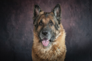 german shepherd portrait