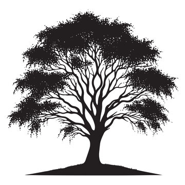 Enduring Beauty: A Graceful Elm Tree Silhouette Embodying Timeless Elegance - Illustration of Elm Tree - Vector of Elm Tree - Silhouette of Elm Tree

