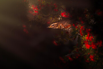 Bird photo captured with great light. Artistic wildlife. Dark background. Redwing. Turdus iliacus.