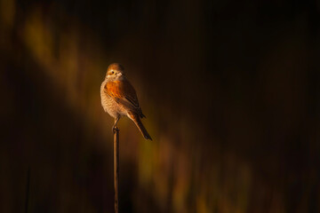 Bird photo captured with great light. Artistic wildlife. Dark background. Red backed Shrike.