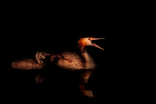 Mother. Bird photo captured with great light. Artistic wildlife. Dark background. Great grebe. 