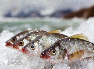 Fresh fish on ice. Finland.