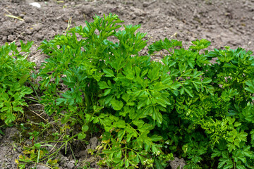 Fresh and green parsley grows in a bright beautiful garden bed.