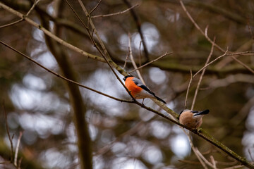 Avian Harmony: A Pair of Eurasian Bullfinches Among Branches