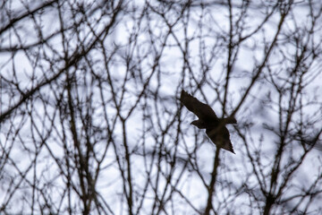 Branches of Freedom: A Hawk's Journey Through Tree Limbs