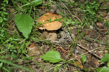 mushroom in the forest