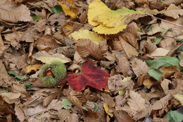 I colori dell'autunno sull'Etna
