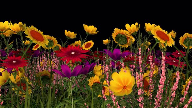 3D animation - Looped animated background of colorful flowers moved by the wind isolated on transparent background with alpha channel