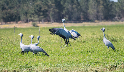 blue crane (Grus paradisea) flock or group of birds display mating or courtship ritual dance by...