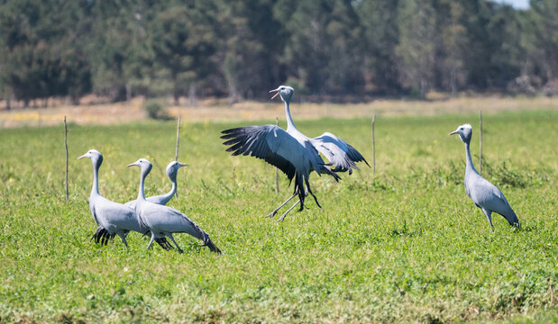 blue crane (Grus paradisea) flock or group of birds display mating or courtship ritual dance by jumping off the grass closeup in the wild of Western Cape, South Africa