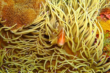 Tropical fish (Pink Skunk Clownfish, Amphiprion perideraion) in the anemone. Coral reef and orange...