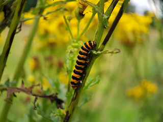 Caterpillar on flower