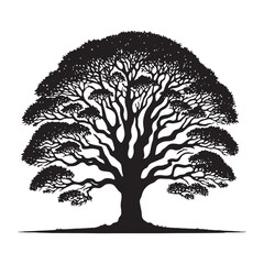 Stoic Sycamore Tree Silhouette Standing Guard Through the Ages - Illustration of Sycamore Tree - Vector of Sycamore Tree - Silhouette of Sycamore Tree
