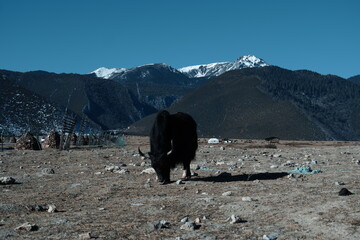 yak in the mountains