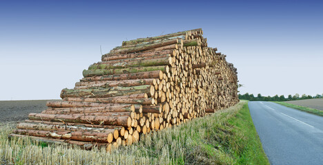 Road, wood and deforestation with log pile on ground outdoor for industry, manufacturing or production. Nature, trees and street in countryside environment for lumber or logging supply and profession - obrazy, fototapety, plakaty