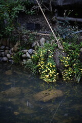 A couner of small river in Dong village