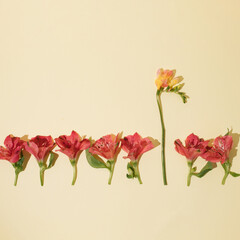 Creative composition of pink flowers and leaves. Flower scape flat lay background with copy space.