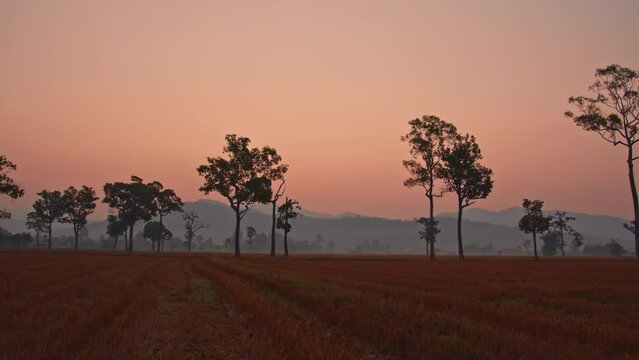 amazing pink sky in sunrise above the big trees in the rice field..sunlight through to the trees in the rice field during harvest season..sweet pink sky background...