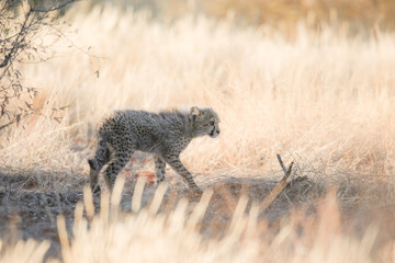 Young cheetah cub walking through long grass at sunrise