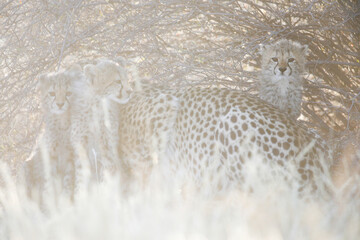 Young cheetah family at sunrise