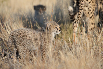 Young cheetah cub seen on safari