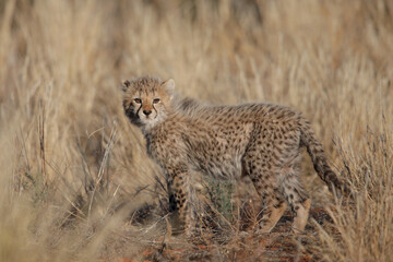 Portrait of cute young cheetah cub