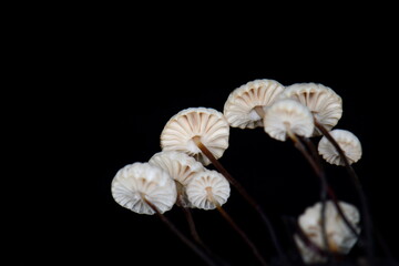 Marasmius rotula aka Pinwheel mushroom isolated on black.