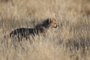 Young cheetah cub in long dry grass
