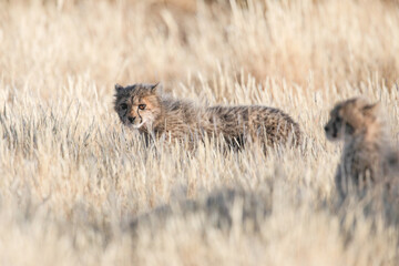 Young cheetah cub in long dry grass