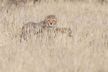 Young cheetah cub in long dry grass