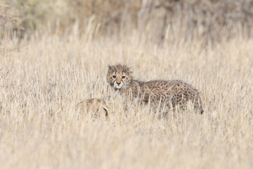 Portrait of cute young cheetah cub