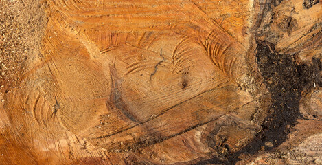 Traces of transience, the cut surface of a felled tree. - obrazy, fototapety, plakaty