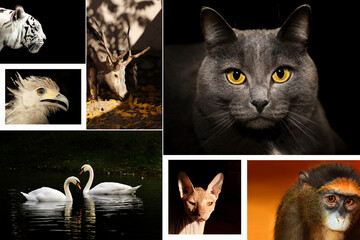 Collage of animal portraits on a dark background.