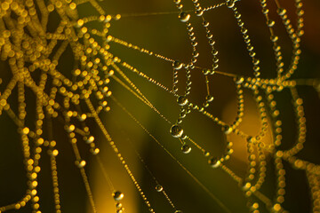 drops on the web glisten in the light of the morning sun