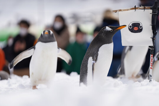 naughty penguin family parade show in cold snow winter season otaru zoo hokkaido Japan
