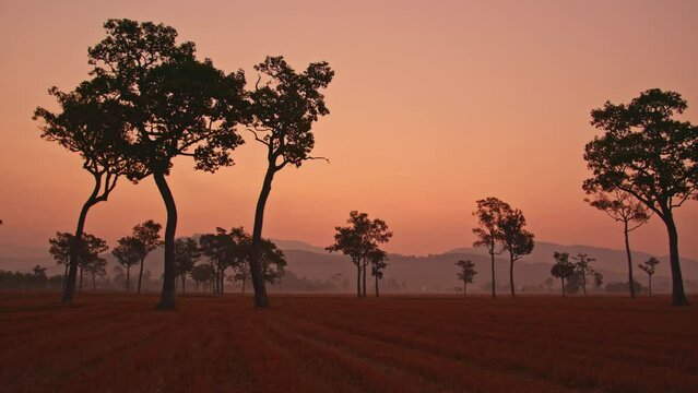 amazing pink sky in sunrise above the big trees in the rice field..sunlight through to the trees in the rice field during harvest season..sweet pink sky background...