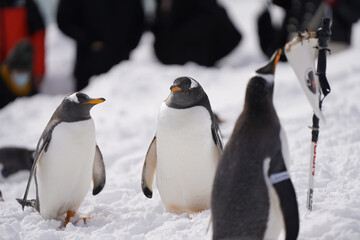 Naklejka premium naughty penguin family parade show in cold snow winter season otaru zoo hokkaido Japan