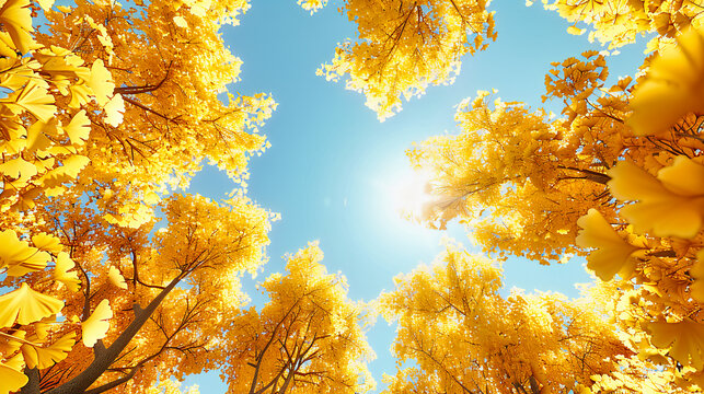 Fall Foliage Beauty: Colorful Trees, Vibrant Leaves, and Golden Sunshine in a Tranquil Forest Scene