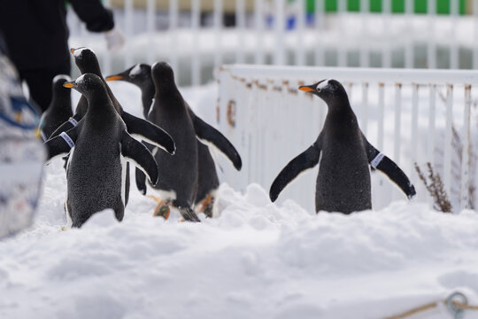 naughty penguin family parade show in cold snow winter season otaru zoo hokkaido Japan
