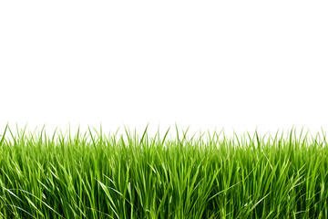 Fototapeta premium Green grass field isolated on white background, for montage product display. with clipping path