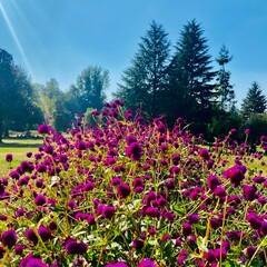 Obraz premium flowers in the park
