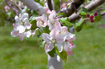 Blooming fruit tree. Pink Cherry Blossom flower on a warm spring day