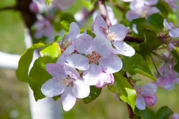 Blooming fruit tree. Pink Cherry Blossom flower on a warm spring day