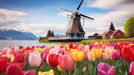 Fototapeten tulips blooming in the Netherlands, a windmill in the background. © shustrilka