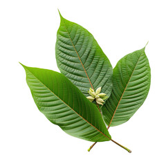  Kratom plant on transparent background, png