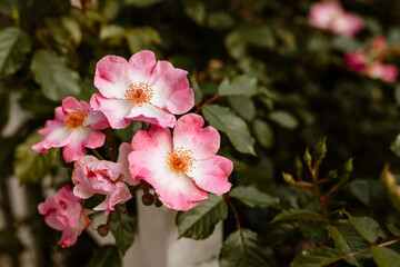 Buisson de fleurs aux pétales roses