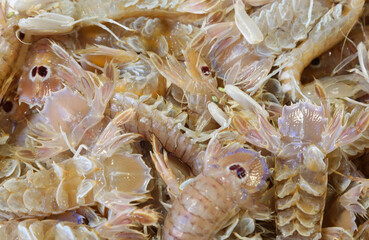 background of Squilla Mantis breed also called mantis shrimp or sea cicada in Italian language