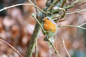 Robin bird (erithacus rubecula) in Winter. Perched on a bare branch within a shrub - Yorkshire, UK...