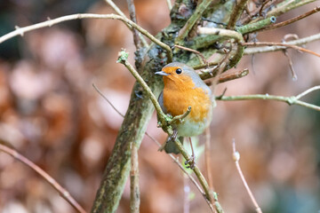 Robin bird (erithacus rubecula) in Winter. Perched on a bare branch within a shrub - Yorkshire, UK in February